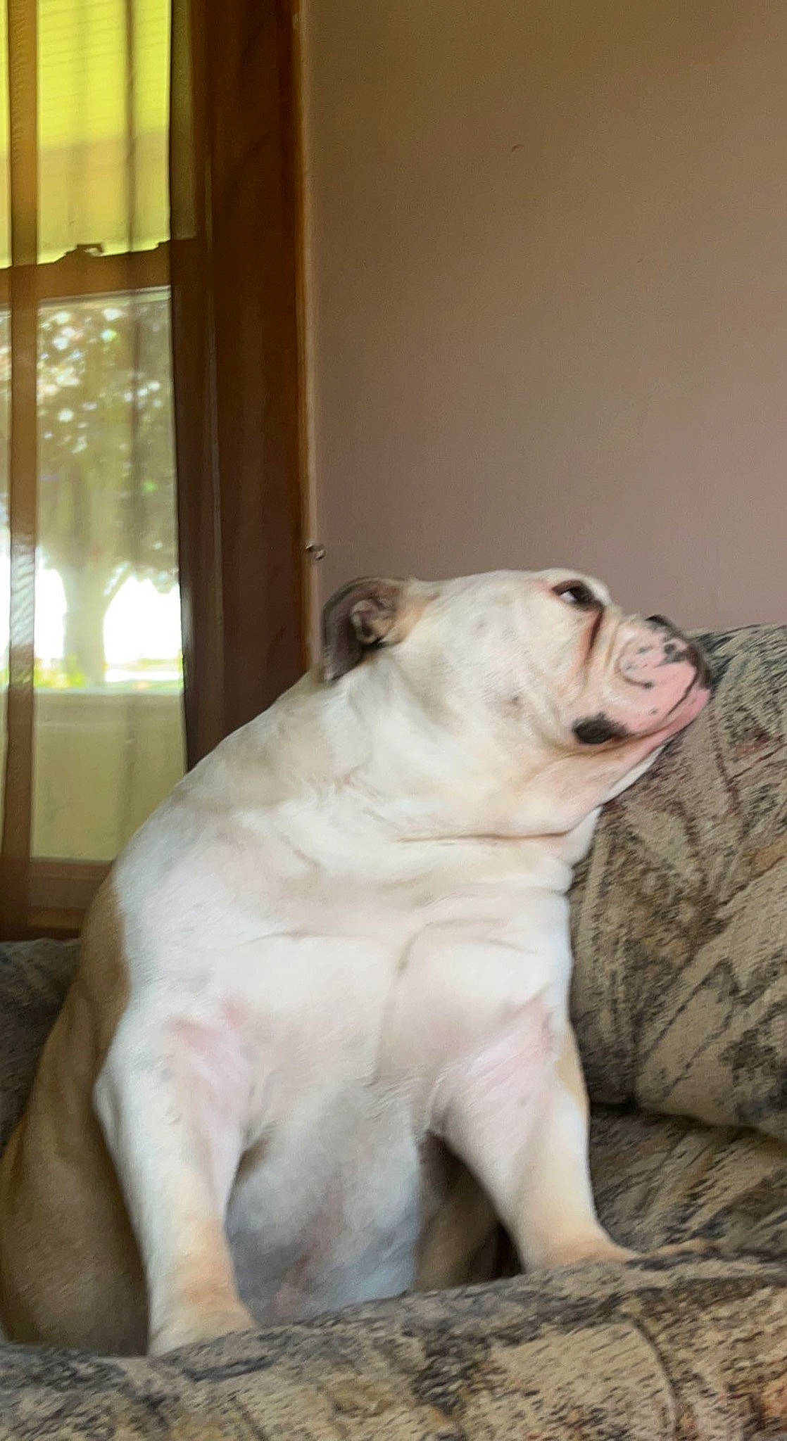 Winnie is registered to the contest to win money with this photo: canidae, carnivore, comfort, companion_dog, dog, dog_breed, fang, fawn, fur, non_sporting_group, paw, puppy, snout, sporting_group, tail, terrestrial_animal, whiskers, window, working_animal, wrinkle