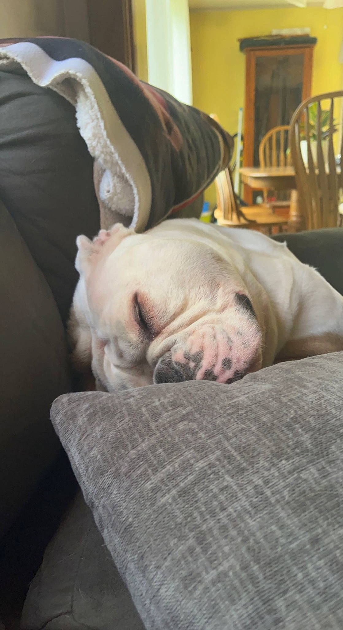 Winnie is registered to the contest to win money with this photo: bedding, carnivore, chair, comfort, companion_dog, dog, dog_breed, duvet, fawn, felidae, flooring, fur, grey, hardwood, linens, nap, sporting_group, toy_dog, wood, wrinkle