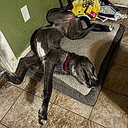 Pepper joined the competition — help win amazing prizes! dog, pet, sleeping, relaxed, dog_bed, floor_tile, green_wall, power_outlet, indoor, animal, collar, tongue_out, teeth, lying_down, canine, messy_room, food_bag, door, shadow, paw