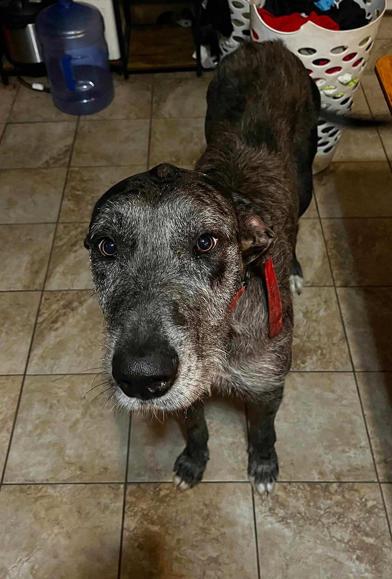 Pepper is registered to the contest to win money with this photo: dog, canine, pet, indoor, tile_floor, laundry_basket, water_jug, curious, brown, grey, black, white, collar, closeup, portrait, looking_up, ears, floor, domestic, animal