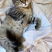 Dune participe au concours pour gagner de l'argent avec cette photo : animal, blanket, cat, closeup, cozy, curious, cute, eyes, feline, fur, indoors, lying_down, paws, pet, relaxed, soft, tabby, tail, whiskers, white