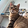 Dune a rejoint le concours — aidez-le/la à gagner de superbes lots ! animal, bed, cat, closeup, collectibles, curious, cute, decor, domestic, ears, figurines, fur, furniture, indoor, pet, portrait, room, shelf, tabby, whiskers