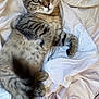 Dune participe au concours pour gagner de l'argent avec cette photo : animal, blanket, cat, closeup, cozy, curious, cute, eyes, feline, fur, indoors, lying_down, paws, pet, relaxed, soft, tabby, tail, whiskers, white