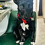 dog, black_dog, red_collar, pet_tag, green_chair, indoor, sitting, white_paws, white_chest, canine, animal, domestic, fur, ears_up, alert, house, furniture, portrait, pet, companion