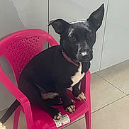 Vador a rejoint le concours — aidez-le/la à gagner de superbes lots ! animal, black_dog, collar, companion, curious, cute, dog, domestic, ears_up, floor_tiles, furniture, indoor, kitchen, looking_at_camera, pet, pink_chair, plastic_chair, sitting, small_dog, white_patches