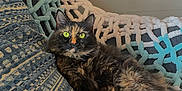 Sassy Wassy joined the competition — help win amazing prizes! cat, tortoiseshell, feline, pet, animal, cozy, blanket, couch, indoor, relaxed, fur, whiskers, cute, domestic, mammal, resting, yellow_eyes, texture, pattern, comfort