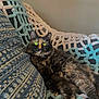 cat, tortoiseshell, feline, pet, animal, cozy, blanket, couch, indoor, relaxed, fur, whiskers, cute, domestic, mammal, resting, yellow_eyes, texture, pattern, comfort