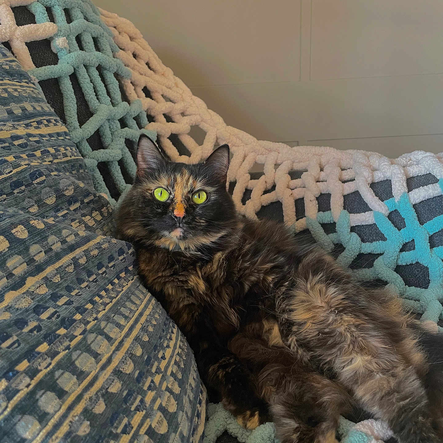 Sassy Wassy joined the competition — help win amazing prizes! animal, blanket, cat, comfort, couch, cozy, cute, domestic, feline, fur, indoor, mammal, pattern, pet, relaxed, resting, texture, tortoiseshell, whiskers, yellow_eyes