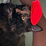 Sassy Wassy joined the competition — help win amazing prizes! cat, beret, mustache, indoor, furry, pet, curious, arm, fan, red, black, closeup, animal, cute, playful, face, portrait, domestic, feline, cozy