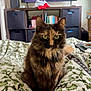 Sassy Wassy is registered to the contest to win money with this photo: cat, tortoiseshell_cat, pet, animal, feline, blanket, patterned_blanket, indoor, living_room, bookshelf, books, television, furniture, cozy, home, curious, sitting, closeup, green, brown