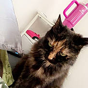 Sassy Wassy is registered to the contest to win money with this photo: cat, tortoiseshell, fluffy, green_eyes, indoor, sitting, shelf, pink_water_bottle, pink_object, white_wall, furniture, pet, animal, cute, fur, looking, table, domestic, household, portrait