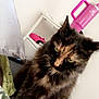 cat, tortoiseshell, fluffy, green_eyes, indoor, sitting, shelf, pink_water_bottle, pink_object, white_wall, furniture, pet, animal, cute, fur, looking, table, domestic, household, portrait
