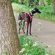 Woocki participe au concours pour gagner de l'argent avec cette photo : alert, animal, black_dog, canine, daylight, dog, forest, grass, greenery, harness, leaves, nature, outdoor, park, path, plants, scenery, trees, walking, wildflowers