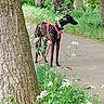 alert, animal, black_dog, canine, daylight, dog, forest, grass, greenery, harness, leaves, nature, outdoor, park, path, plants, scenery, trees, walking, wildflowers