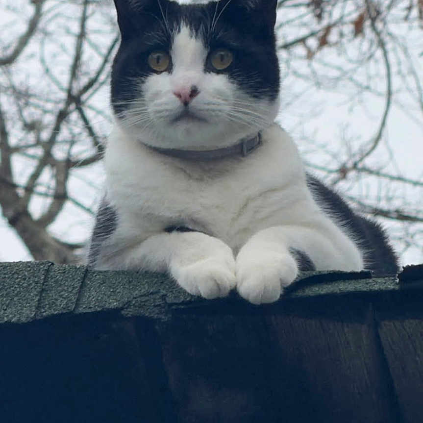 Chandler is registered to the contest to win money with this photo: cat, animal, black_and_white, outdoor, rooftop, tree, branches, sky, pet, feline, curious, collar, portrait, nature, animal_face, whiskers, paws, screen_capture, phone_interface, overlay_text