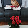 Chanel participe au concours pour gagner de l'argent avec cette photo : chihuahua, couch, cushion, cute, decor, dog, domestic_animal, flowering_plant, fur, houseplant, indoor, leather_couch, living_room, pet, pillow, red_flowers, seated, small_dog, table, wooden_floor