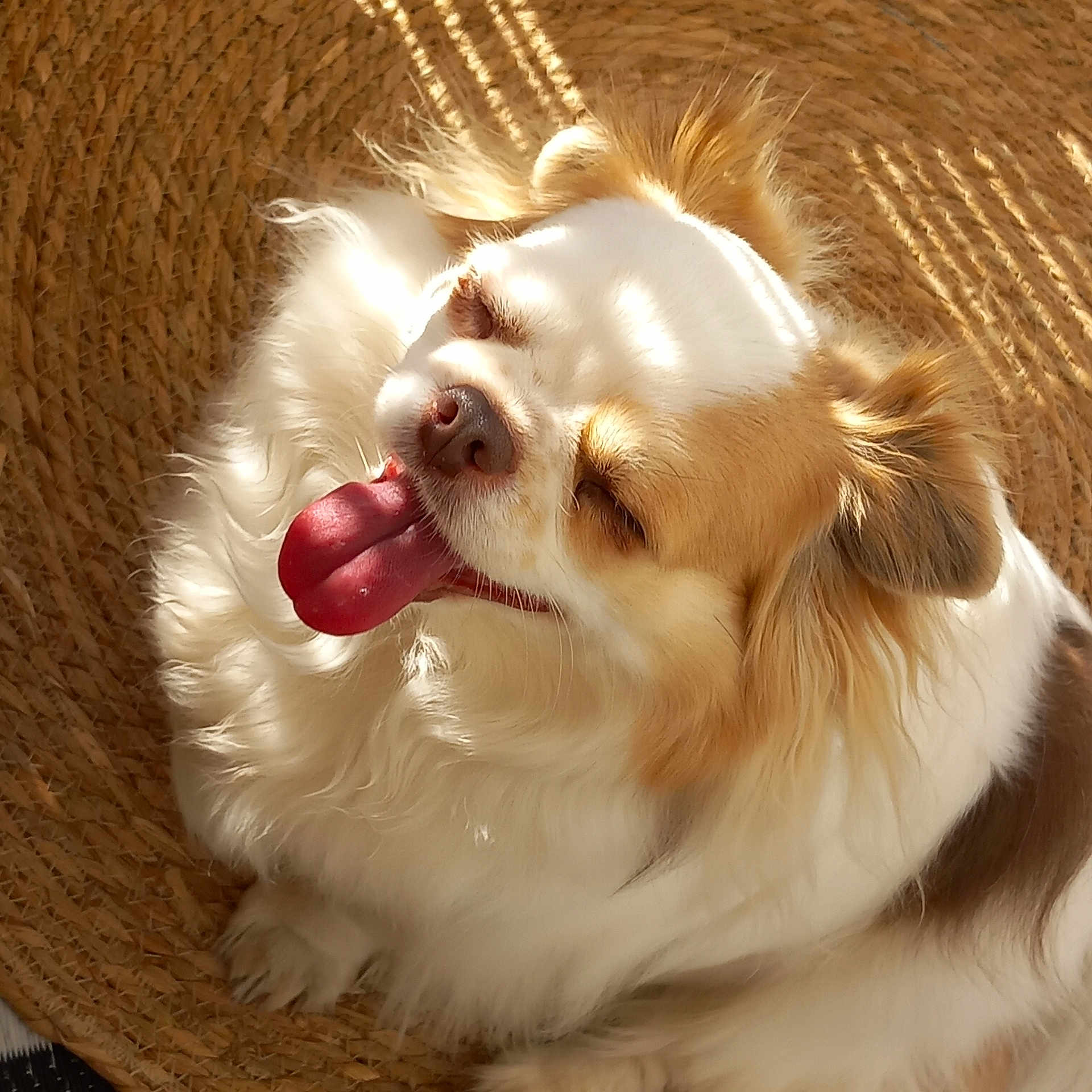 Tyson participe au concours pour gagner de l'argent avec cette photo : animal, basket, bodypart, canine, chair, cockerspaniel, collie, cream, dog, eskimodog, furniture, hound, mouth, papillon, person, pet, puppy, snout, terrier, tongue