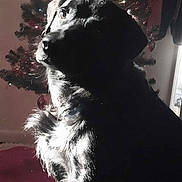 Cosmo Boo Boo James joined the competition — help win amazing prizes! canidae, carnivore, christmas_decoration, christmas_tree, conifer, darkness, dog_breed, event, felidae, fur, holiday, light, monochrome, monochrome_photography, small_to_medium_sized_cats, snout, sporting_group, tail, whiskers, window