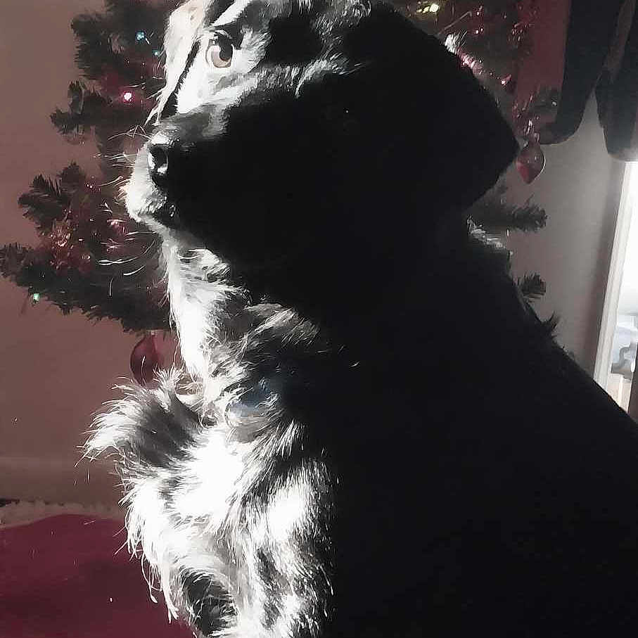 Cosmo Boo Boo James joined the competition — help win amazing prizes! canidae, carnivore, christmas_decoration, christmas_tree, conifer, darkness, dog_breed, event, felidae, fur, holiday, light, monochrome, monochrome_photography, small_to_medium_sized_cats, snout, sporting_group, tail, whiskers, window