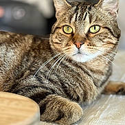 Tigrou a rejoint le concours — aidez-le/la à gagner de superbes lots ! alert, animal, background_blur, cat, close_up, cute, domestic_animal, feline, fur, green_eyes, indoor, lying_down, mammal, pet, portrait, relaxed, soft_texture, striped, tabby_cat, whiskers
