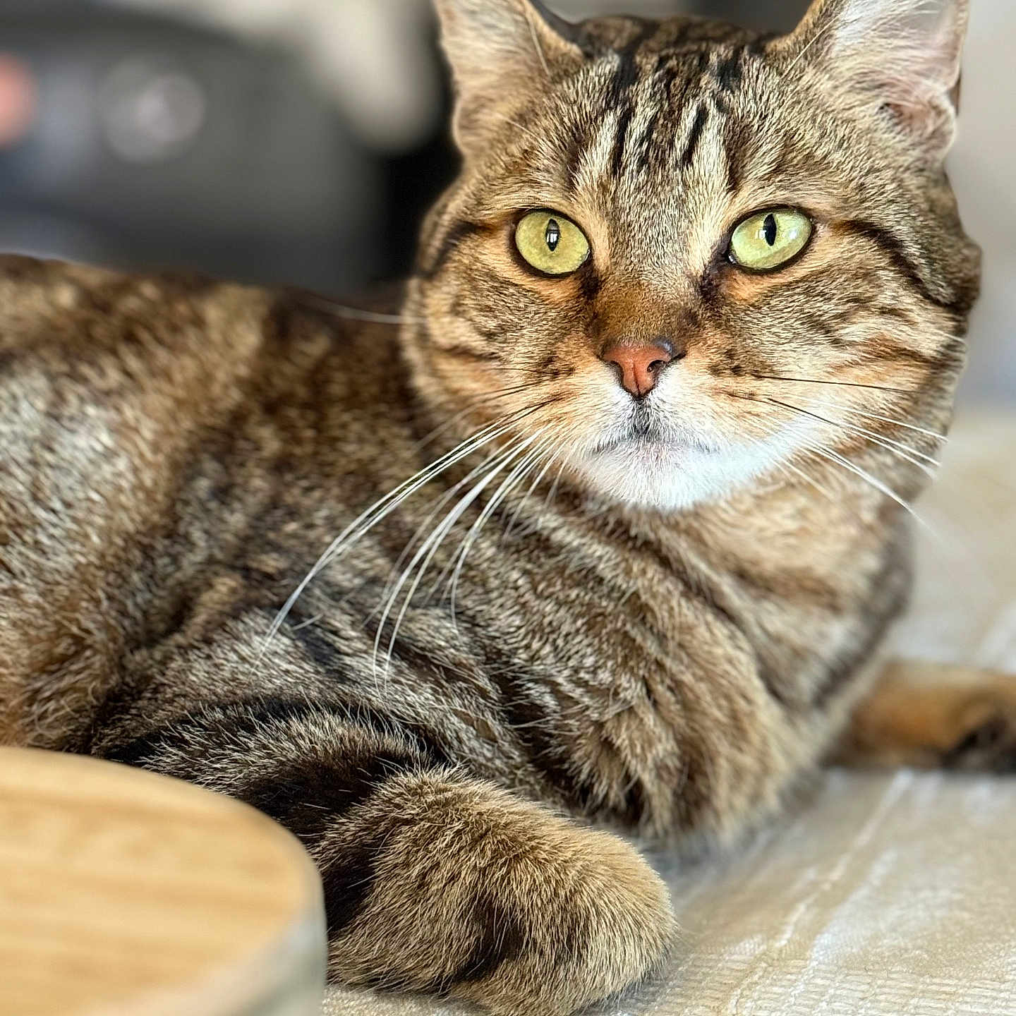 Tigrou