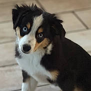 Athena participe au concours pour gagner de l'argent avec cette photo : puppy, dog, blue_eyes, black_fur, white_fur, tan_fur, wooden_floor, indoor, pet, cute, curious, sitting, animal, young_dog, canine, portrait, fur, head_tilt, domestic_animal, companion