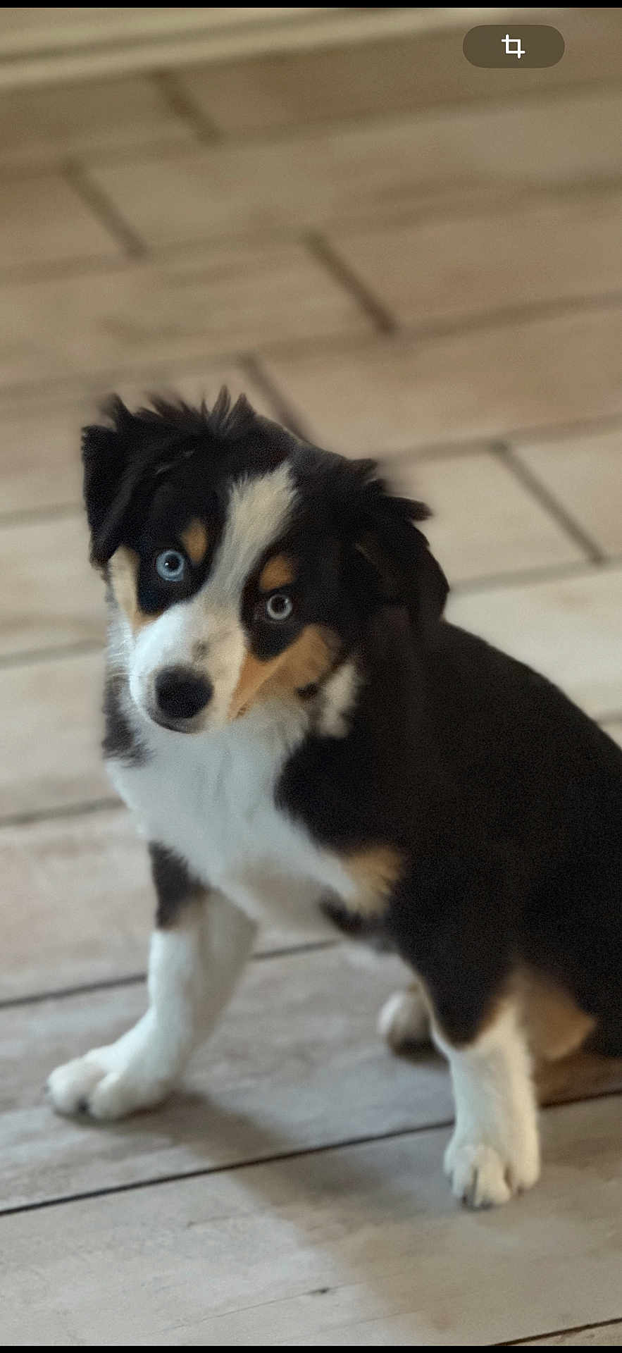 Athena participe au concours pour gagner de l'argent avec cette photo : puppy, dog, blue_eyes, black_fur, white_fur, tan_fur, wooden_floor, indoor, pet, cute, curious, sitting, animal, young_dog, canine, portrait, fur, head_tilt, domestic_animal, companion
