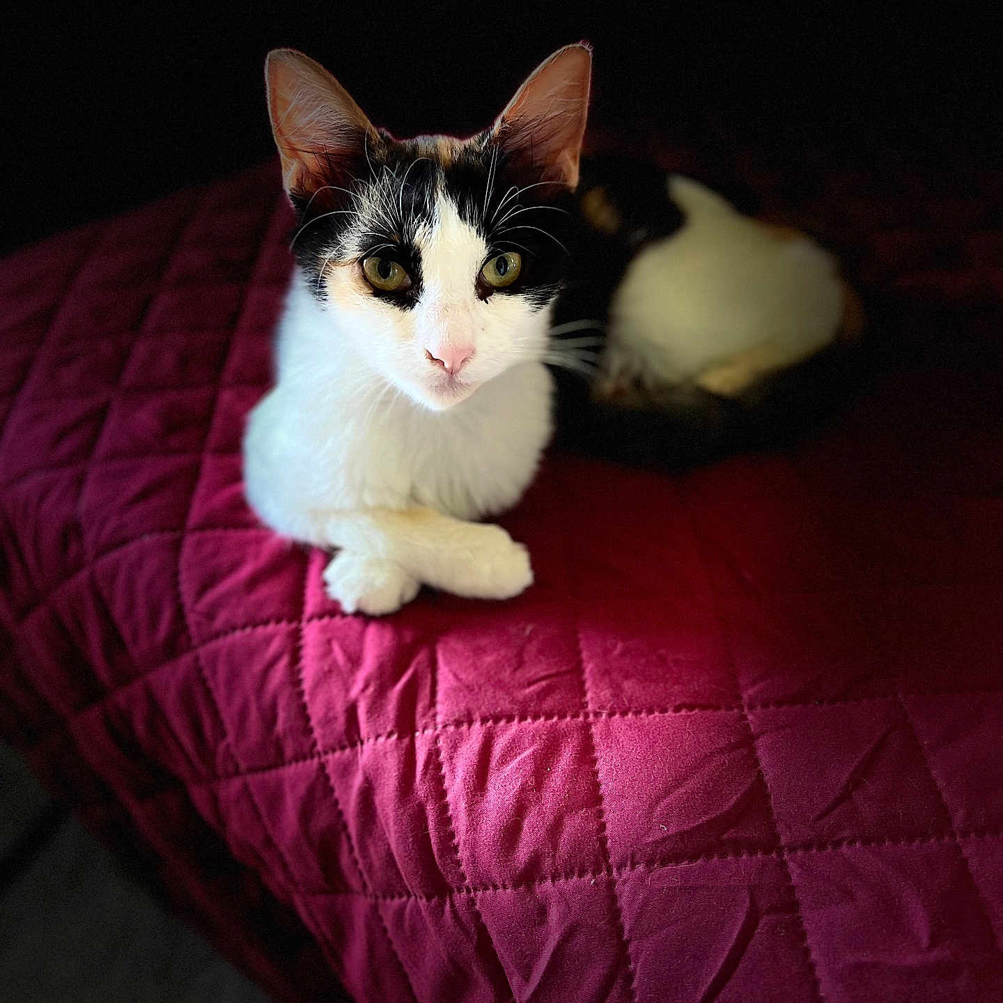 Georgette is registered to the contest to win money with this photo: abyssinian, angora, animal, applique, bed, bedroom, blanket, cat, couch, cushion, furniture, homedecor, indoors, kitten, manx, pet, pillow, quilt, room, siamese