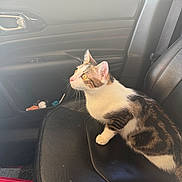 Bumi joined the competition — help win amazing prizes! cat, tabby_cat, car_interior, car_seat, leather_seat, pet, animal, curious, side_view, window, daylight, domestic_cat, feline, seatbelt, black_leather, indoor, looking, alert, whiskers, ears