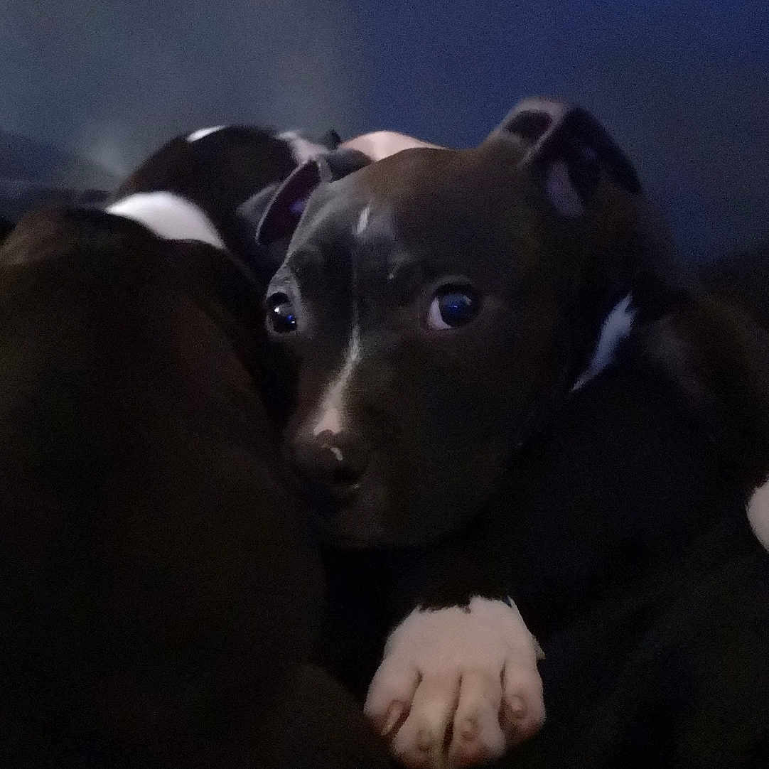 Lacrim Junior