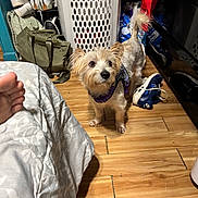 Ned joined the competition — help win amazing prizes! dog, small_dog, harness, wooden_floor, laundry_basket, shoes, bag, foot, bed, blanket, indoor, cluttered_room, floor, pet, curious, standing, furniture, reflection, sock, casual