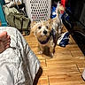 dog, small_dog, harness, wooden_floor, laundry_basket, shoes, bag, foot, bed, blanket, indoor, cluttered_room, floor, pet, curious, standing, furniture, reflection, sock, casual