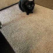 Joji is registered to the contest to win money with this photo: black_cat, cat, carpet, indoor, furniture, couch, pet, animal, alert, curious, eyes, fur, whiskers, domestic_cat, home, cozy, resting, shadow, quiet, room