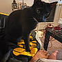 Joji is registered to the contest to win money with this photo: black_cat, cat, pet, animal, indoor, living_room, feet, person, jacket, black, yellow, fan, carpet, table, cables, door, window_blinds, whiskers, curious, cozy