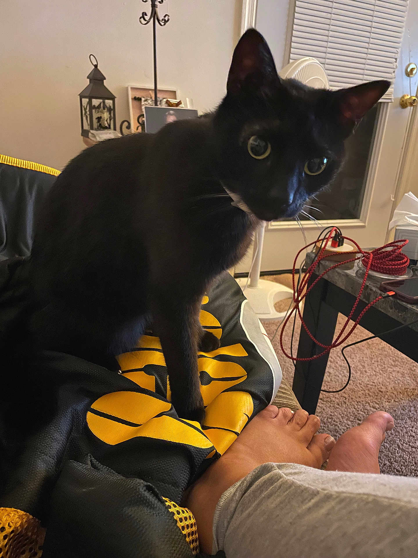 Joji is registered to the contest to win money with this photo: black_cat, cat, pet, animal, indoor, living_room, feet, person, jacket, black, yellow, fan, carpet, table, cables, door, window_blinds, whiskers, curious, cozy