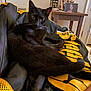 Joji is registered to the contest to win money with this photo: black_cat, cat, pet, animal, indoor, furniture, table, lantern, photo_frame, fabric, yellow, black, relaxing, looking_at_camera, whiskers, ears, eyes, cozy, home, resting