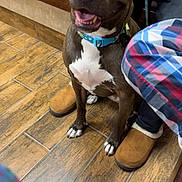 Chase is registered to the contest to win money with this photo: dog, brown_dog, blue_collar, happy, sitting, wooden_floor, person, plaid_pants, slippers, indoor, tile_floor, pet, animal, leash, bench, white_chest_marking, cute, companion, waiting, friendly