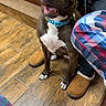 dog, brown_dog, blue_collar, happy, sitting, wooden_floor, person, plaid_pants, slippers, indoor, tile_floor, pet, animal, leash, bench, white_chest_marking, cute, companion, waiting, friendly