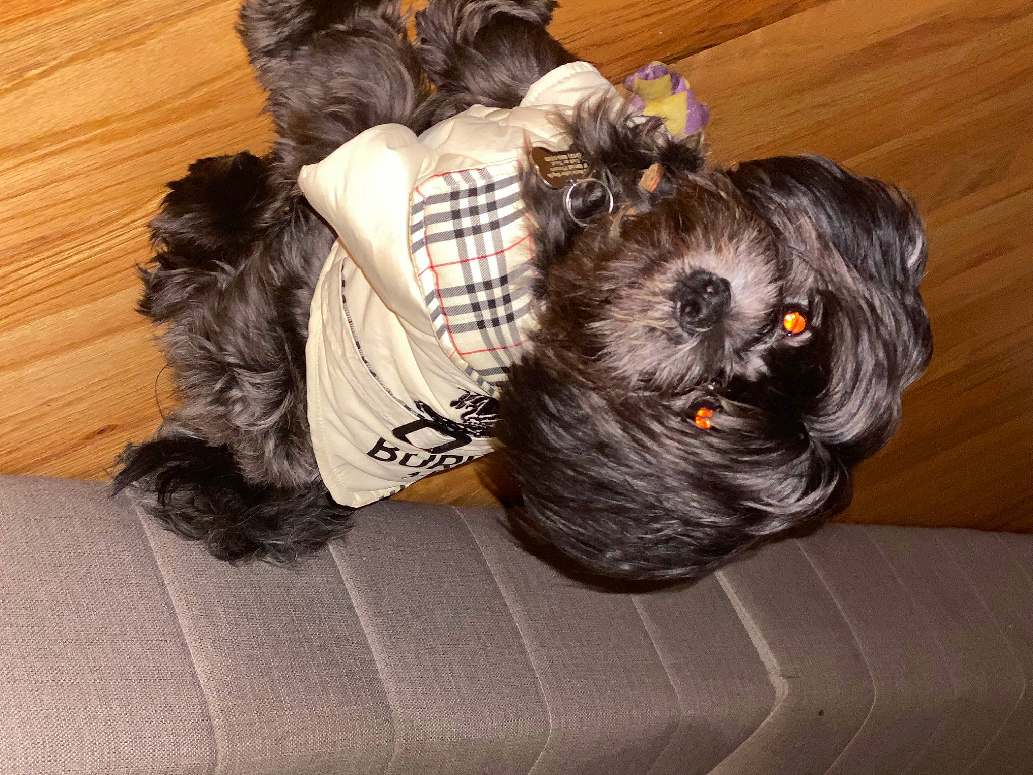 Prince Belsnickels is registered to the contest to win money with this photo: canidae, carnivore, comfort, companion_dog, dog, dog_breed, dog_supply, fawn, felidae, fur, grey, liver, small_to_medium_sized_cats, snout, sporting_group, standard_schnauzer, tail, terrier, toy_dog, wood