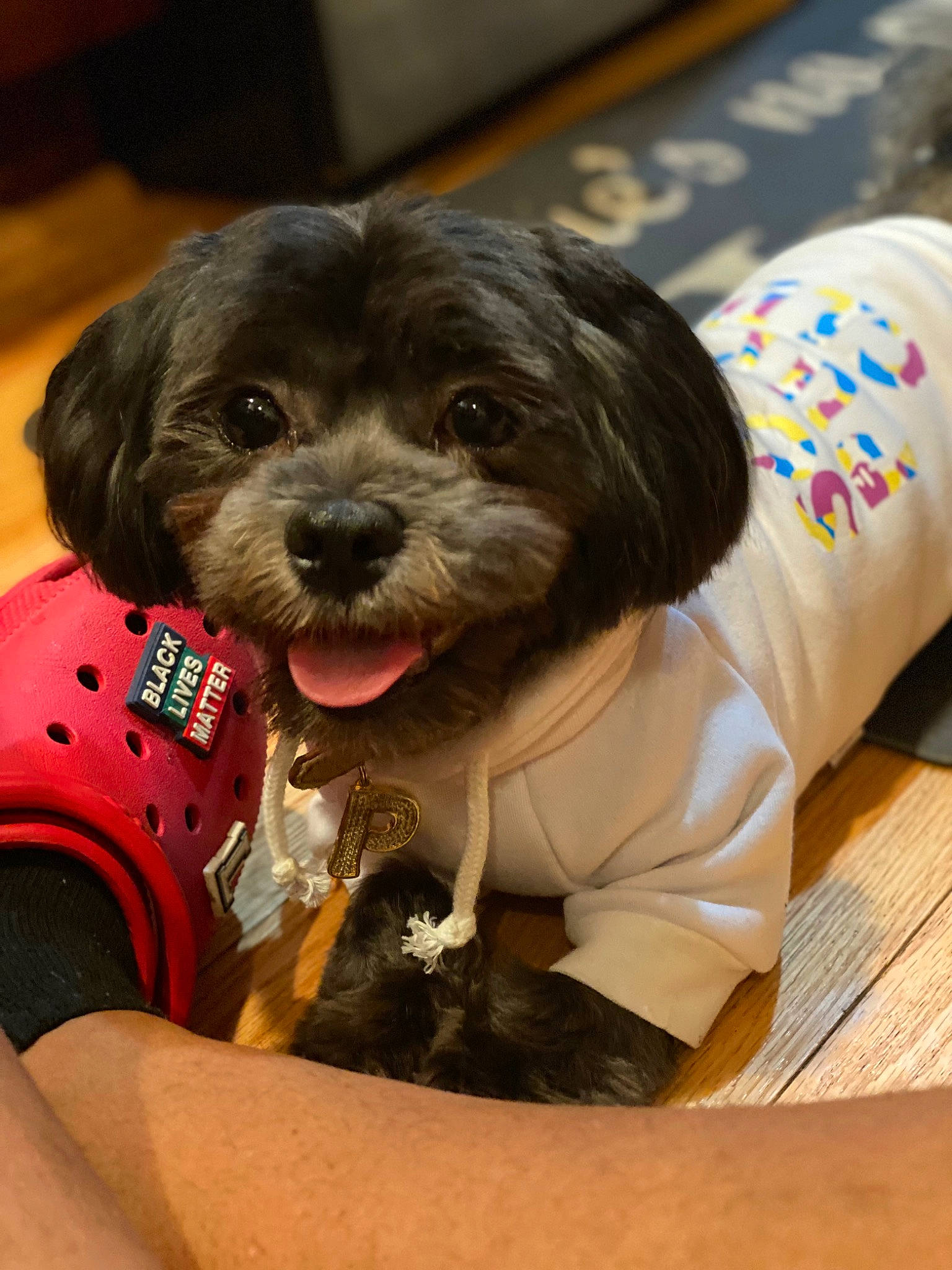 Prince Belsnickels joined the competition — help win amazing prizes! canidae, carnivore, collar, companion_dog, dog, dog_breed, dog_clothes, dog_food, dog_supply, fawn, fur, personal_protective_equipment, pet_supply, puppy_love, small_terrier, snout, sporting_group, terrier, toy_dog, wrist