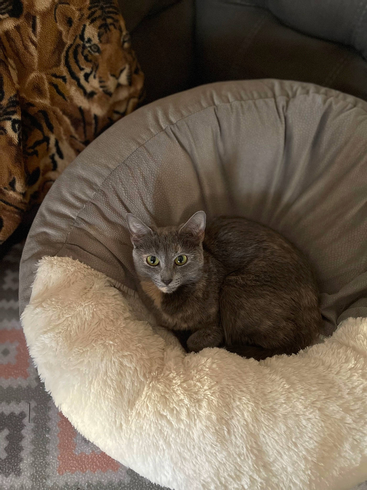 Calabria is registered to the contest to win money with this photo: carnivore, cat, cat_bed, cat_furniture, cat_supply, claw, comfort, domestic_short_haired_cat, fawn, felidae, fur, grey, paw, pet_supply, sitting, small_to_medium_sized_cats, snout, tail, whiskers, wood
