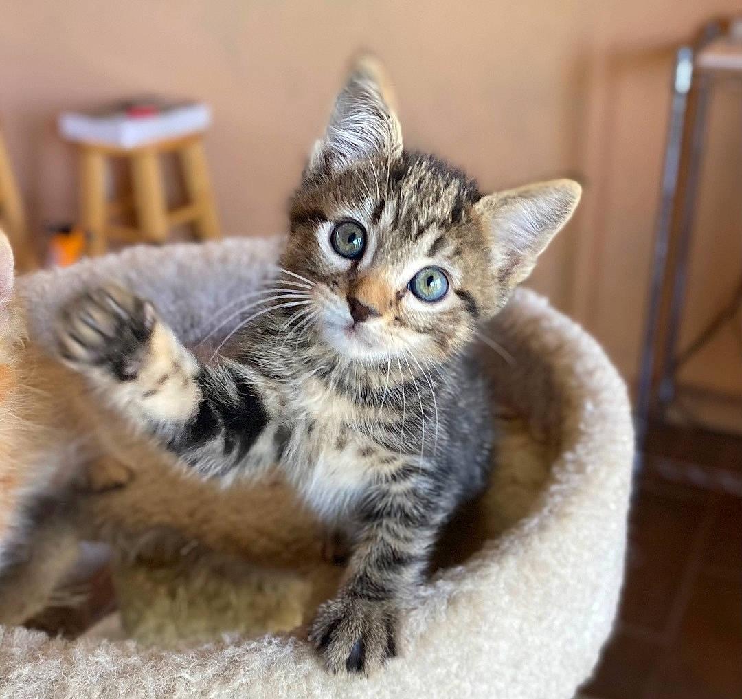 Astro is registered to the contest to win money with this photo: carnivore, cat, cat_supply, claw, comfort, domestic_short_haired_cat, door, felidae, fur, paw, small_to_medium_sized_cats, snout, tail, terrestrial_animal, whiskers, wildlife, wood