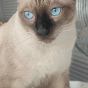 Maki a rejoint le concours — aidez-le/la à gagner de superbes lots ! animal, cat, pet, siamese