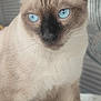 animal, cat, pet, siamese