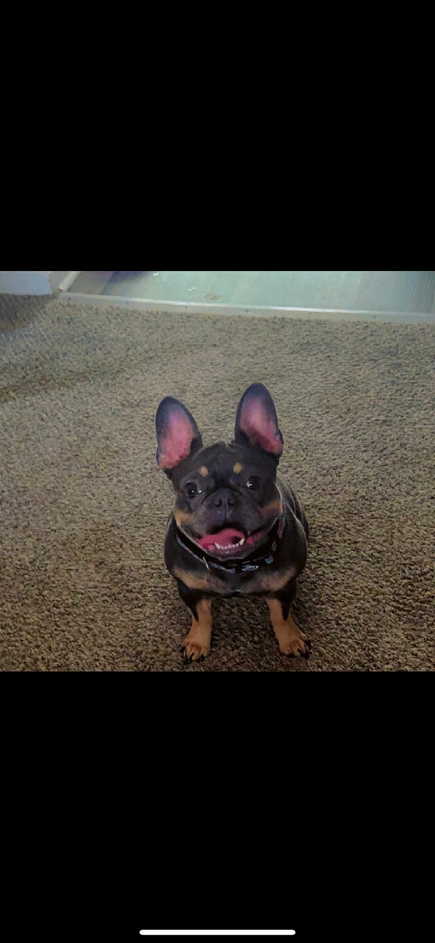 Dior joined the competition — help win amazing prizes! dog, french_bulldog, pet, carpet, indoor, animal, smiling, ears, cute, mammal, canine, tongue_out, collar, sitting, looking_up, friendly, companion, domestic_animal, happy, playful