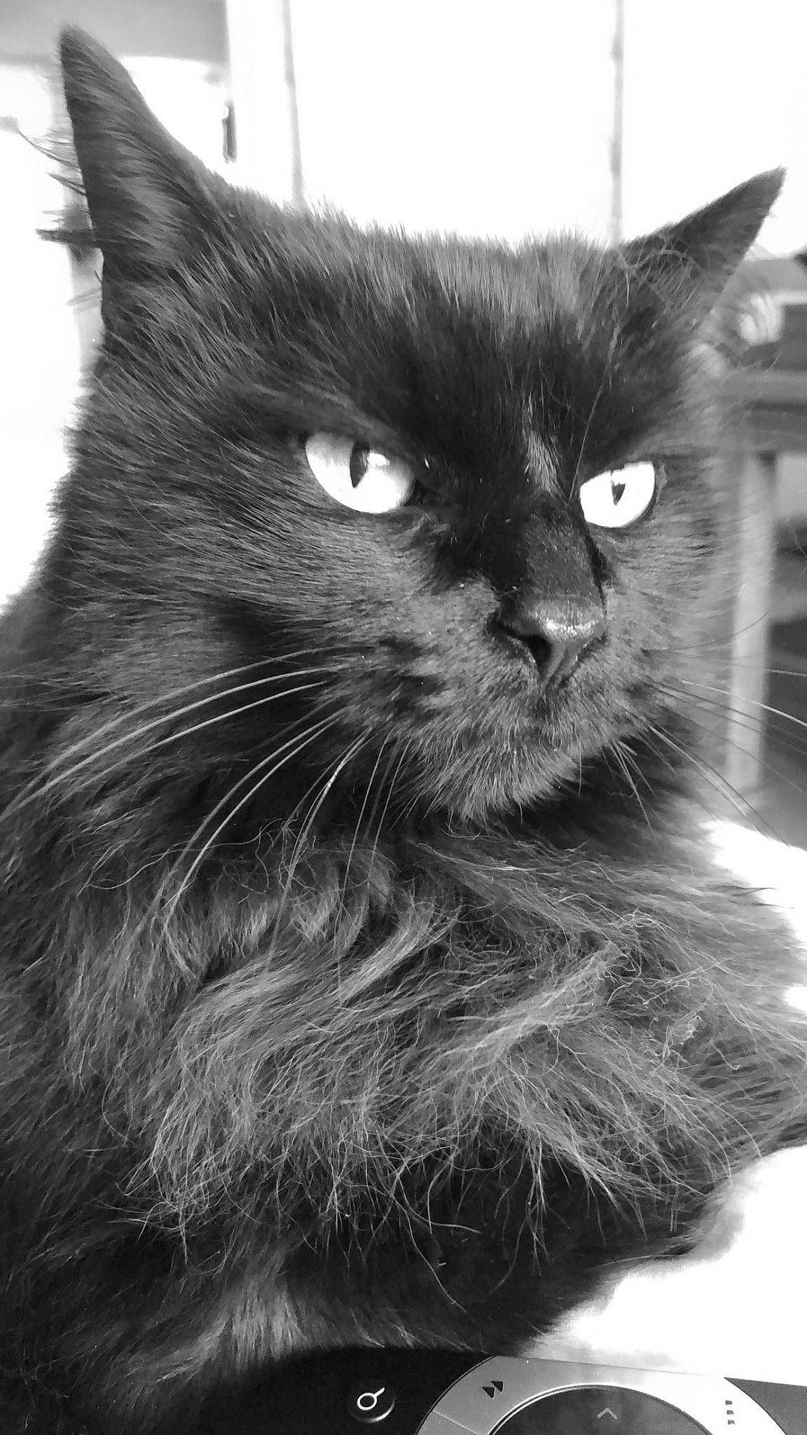 Max is registered to the contest to win money with this photo: black_cat, carnivore, cat, claw, comfort, domestic_short_haired_cat, felidae, fur, grey, iris, monochrome, monochrome_photography, small_to_medium_sized_cats, snout, style, tail, terrestrial_animal, whiskers, window