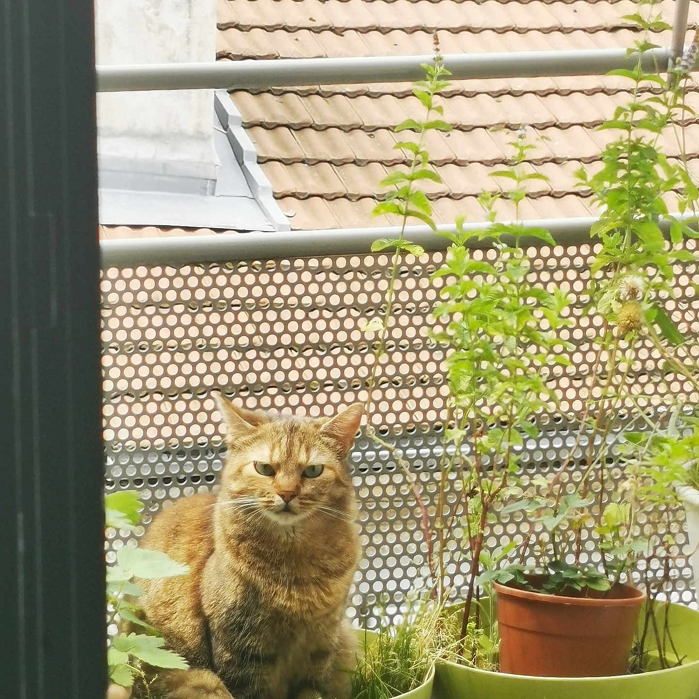 Loki a rejoint le concours — aidez-le/la à gagner de superbes lots ! animal, architecture, building, cat, cookware, garden, herbal, herbs, house, housing, jar, nature, outdoors, pet, plant, planter, pot, pottedplant, pottery, vase