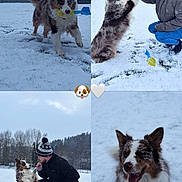 Upsy a rejoint le concours — aidez-le/la à gagner de superbes lots ! dog, border_collie, snow, winter, outdoor, forest, mountains, snowfall, fluffy, happy, smiling, playing, fetch, toy, high_five, person, hat, coat, portrait, social_media