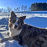 Upsy a rejoint le concours — aidez-le/la à gagner de superbes lots ! border_collie, dog, snow, winter, outdoor, portrait, fluffy, long_hair, black_and_white, blue_sky, sunlight, snowy_landscape, trees, forest, birch_trees, evergreen_trees, animal, lying_down, nature, contrail