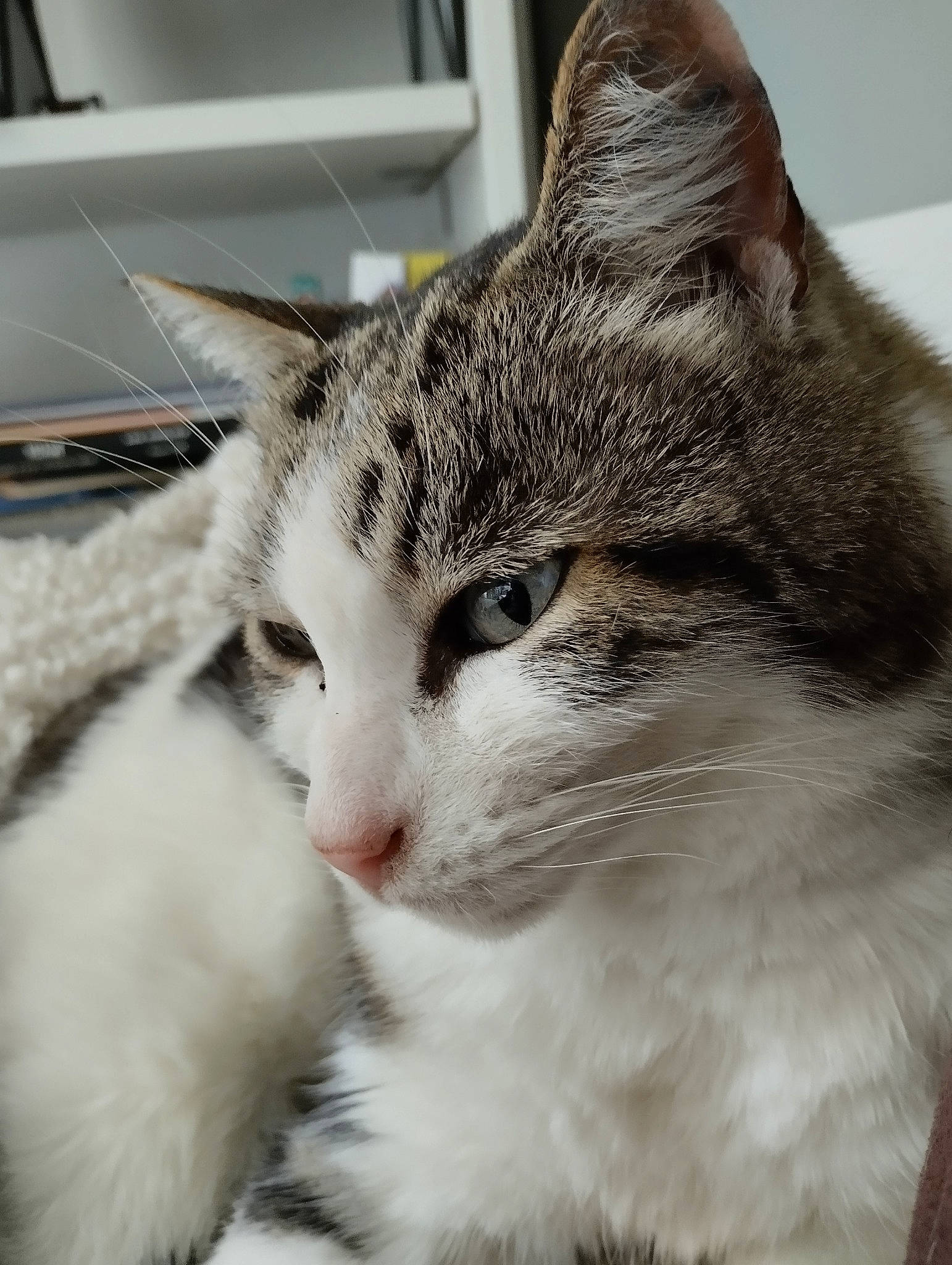 Maurice a rejoint le concours — aidez-le/la à gagner de superbes lots ! carnivore, cat, domestic_short_haired_cat, ear, eye, felidae, fur, paw, small_to_medium_sized_cats, snout, terrestrial_animal, tree, whiskers, window